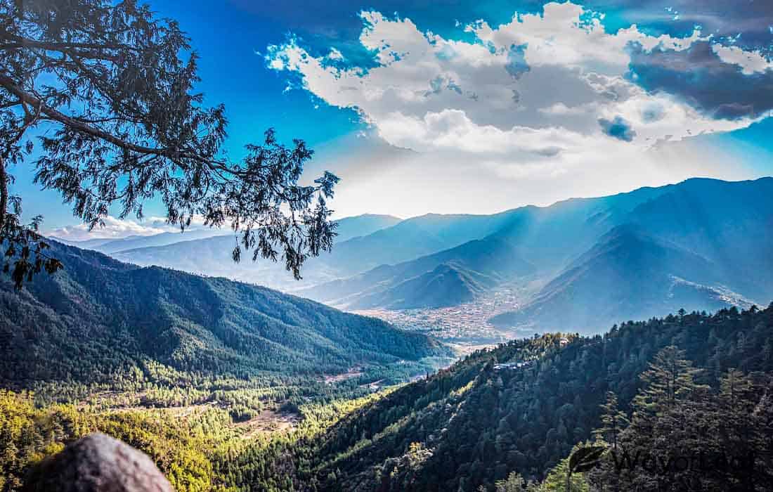 new-york-citys-marijuana-massacre-1