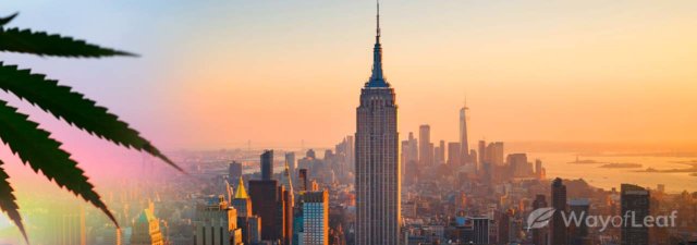 The New York City Marijuana Massacre