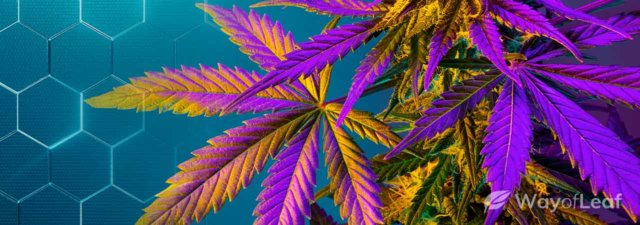 How Many Cannabinoids Are There in Total?