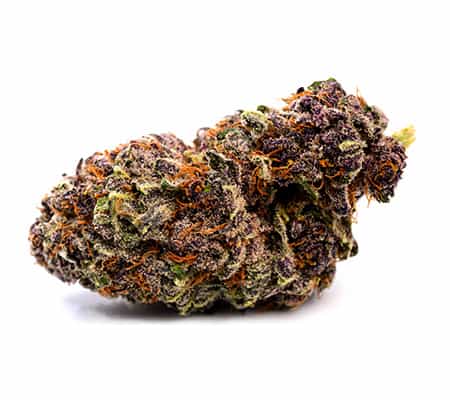 Purple People Eater: An Out of This World Strain Purple People Eater: An Out of This World Strain
