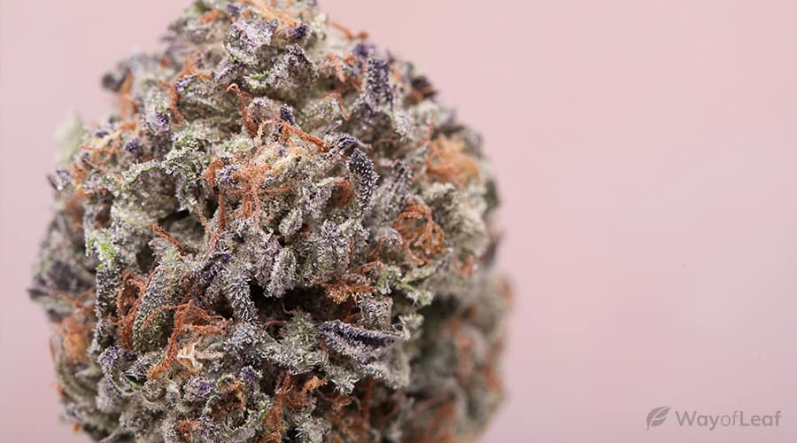 ice-cream-cake-marijuana-strain-image-1