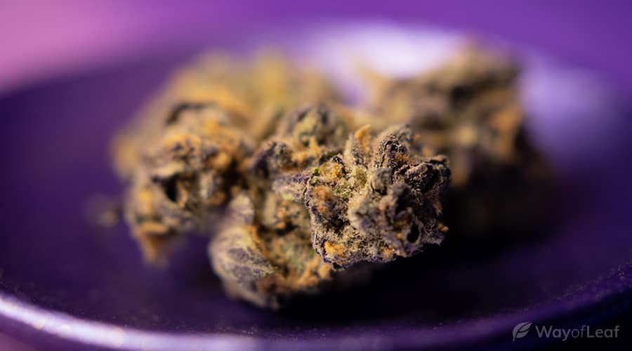 ice-cream-cake-marijuana-strain-image-2