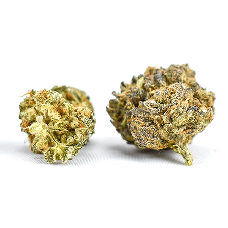 Tropicana Cookies Cannabis Strain: When Citrus Meets a Classic