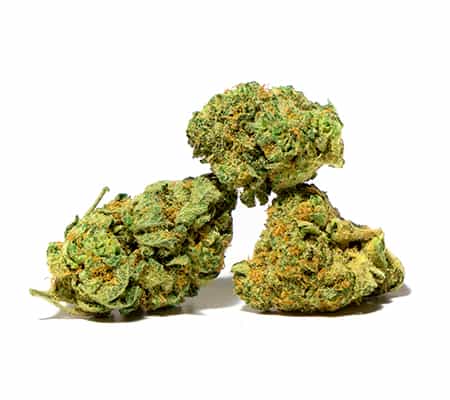 White Dragon Strain Review