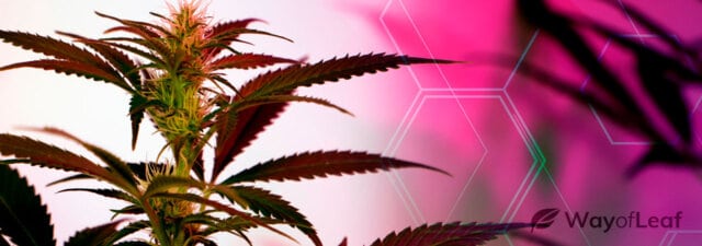 HHC vs. Delta 8 [Explained]