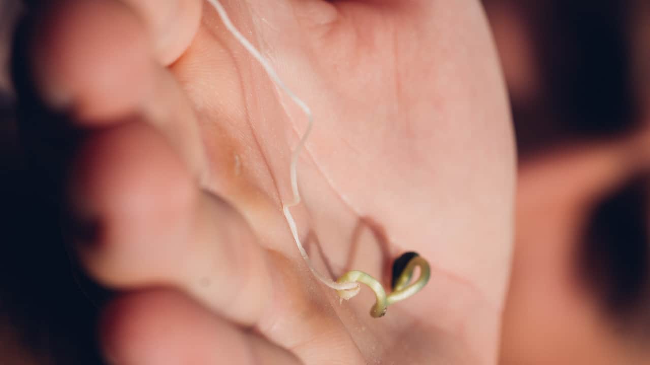 why you should germinate cannabis seeds