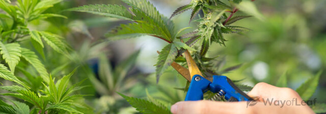 How to Reveg a Weed Plant