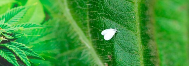 Whiteflies: How to Destroy This Marijuana Plant Killer