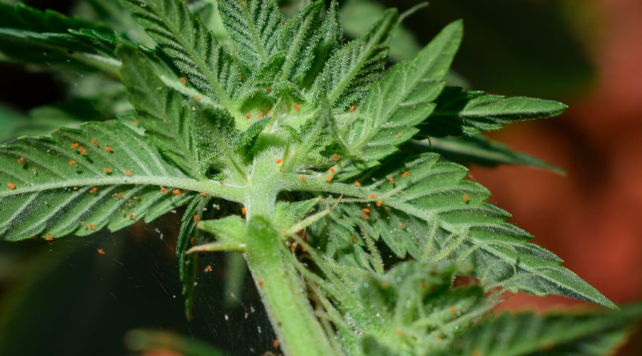 wol-article-pic-900x500