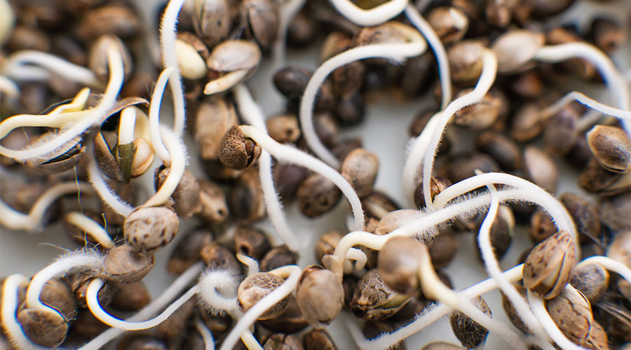 wol-article-pic-marijuana-seed-germination-the-paper-towel-2