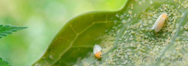 How to Remove Whiteflies from Marijuana Plants