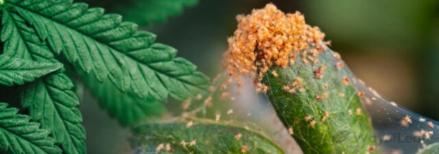 What Temperature Kills Red Spider Mites?