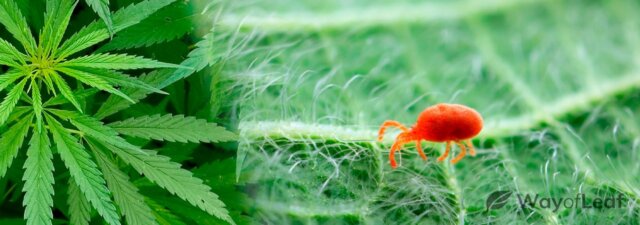 How to Remove Red Spider Mites from Marijuana Plants