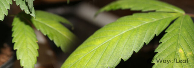 Cannabis Nutrient Deficiencies: Grower’s Guide