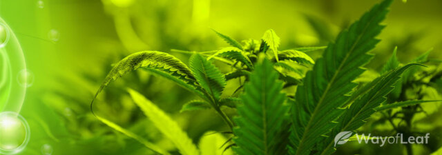 Copper: Don’t Neglect This Crucial Micronutrient When Growing Marijuana