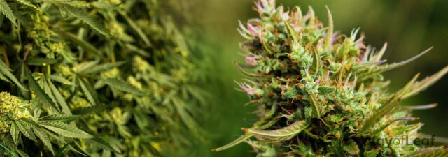 How Much Weed Can You Grow from One Plant?