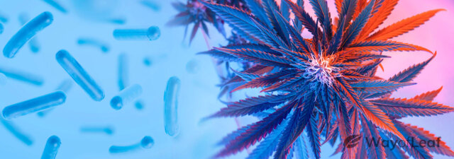 Lactic Acid Bacteria Benefits for Cannabis Plants