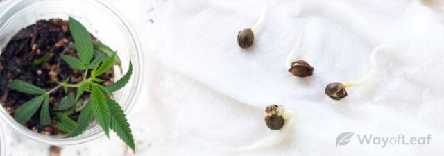 Marijuana Seed Germination – The Paper Towel Method Explained