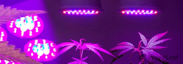 Indoor Growing Lights: How Far Should They Be from Your Marijuana Plants?