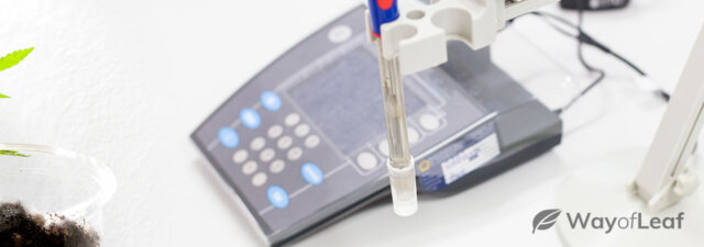 pH Meter Calibration: Keep Your Marijuana Plants Happy