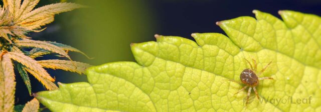 Red Spider Mite Insecticides: Get These Pests Before They Kill Your Plants!
