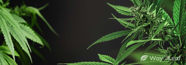 Cannabis Plant Anatomy: A Guided Tour for Growers