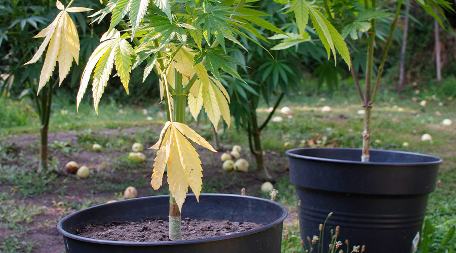 wol-article_pic-cannabis_nutrient_deficiencies