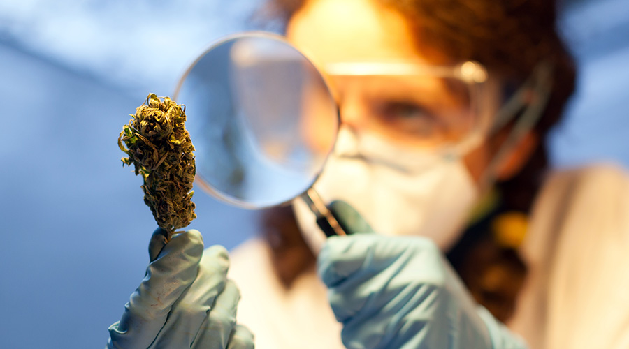 wol-article-pic-understanding-marijuana-plant-anatomy-2