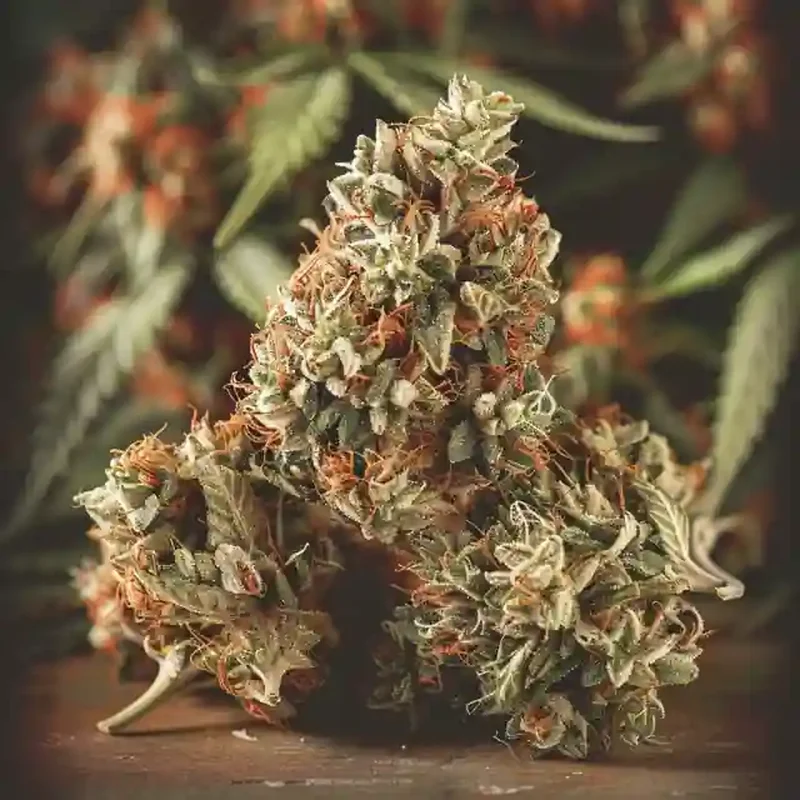 Red Delicious Strain