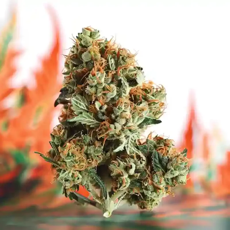 Red Delicious Strain