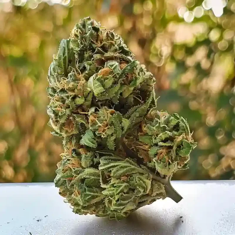 Apple Strain