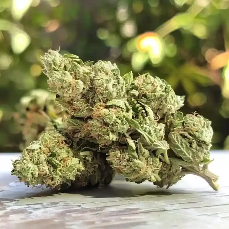 Gelato Sundae Strain