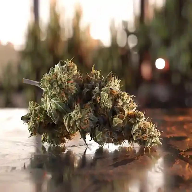 London Pound Mints Strain