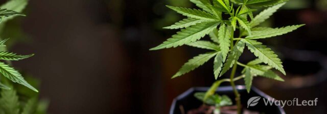 Are Your Marijuana Plants Growing Slowly? Here’s the Fix