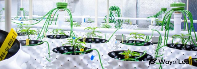 Hands-Free Maintenance: What Does a Cannabis Automatic Watering System Do?