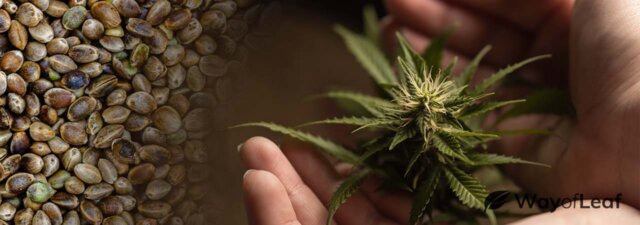 Care and Protection: How to Safely Plant Marijuana Seeds