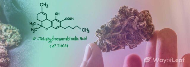 THCA’s Side Effects: Don’t Ignore This Information!