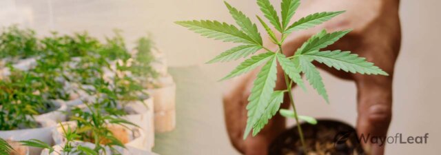 Your Quick Start Guide to Growing One Marijuana Plant in A Pot