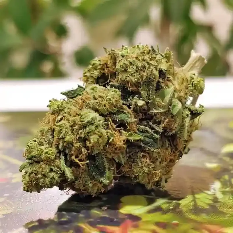 Animal Cake Strain Animal Cake Strain