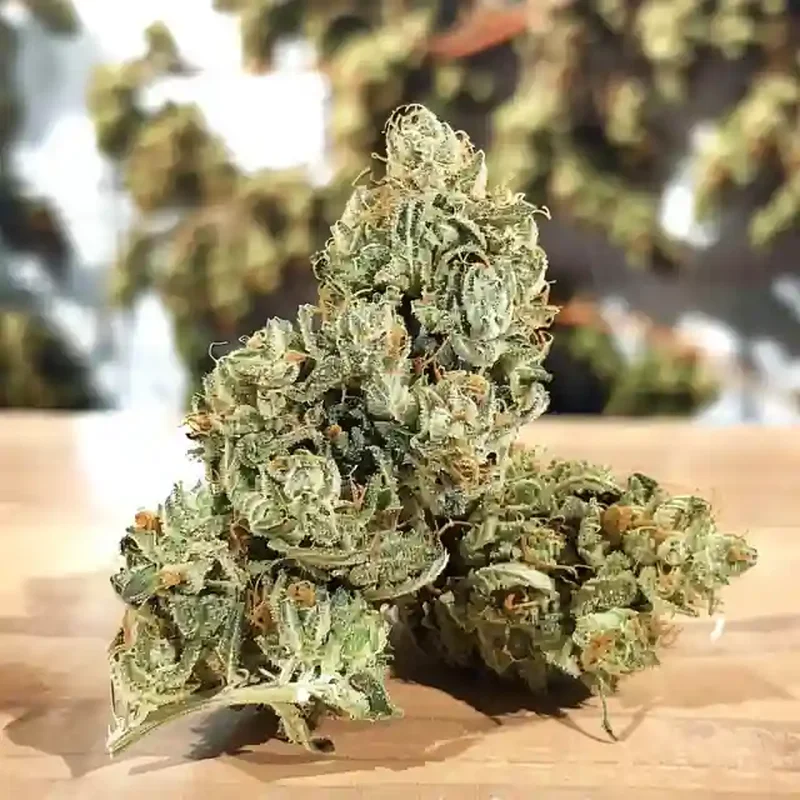 Modified Banana Strain