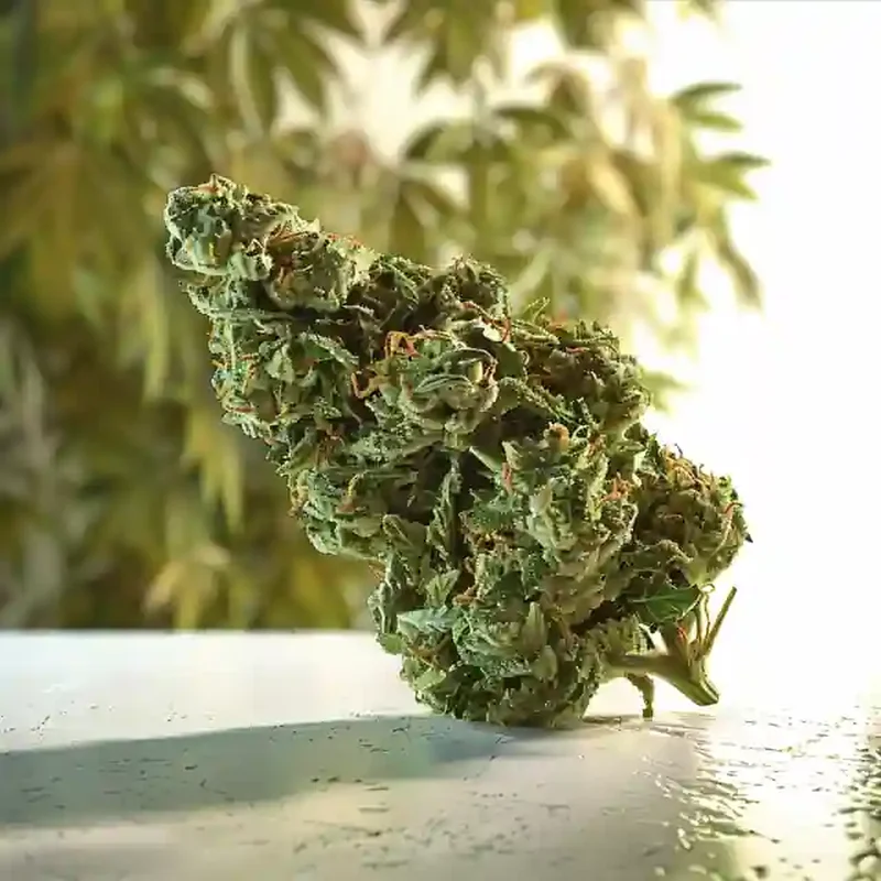 Caramel Apple Gelato Strain