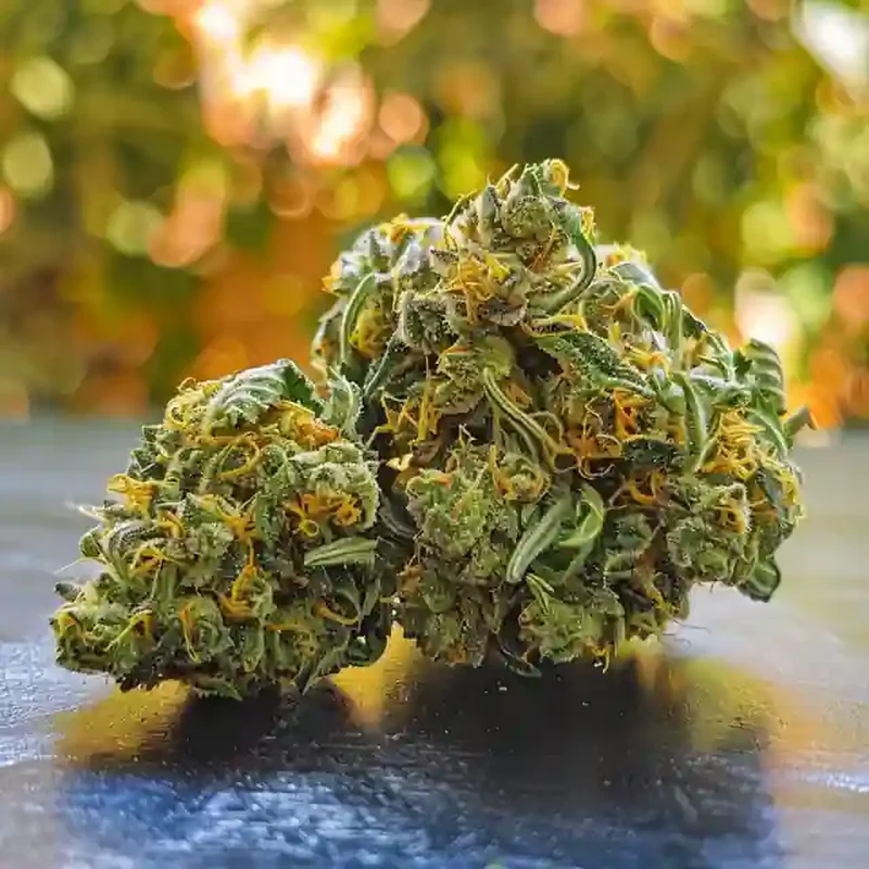 Tropical Punch Strain