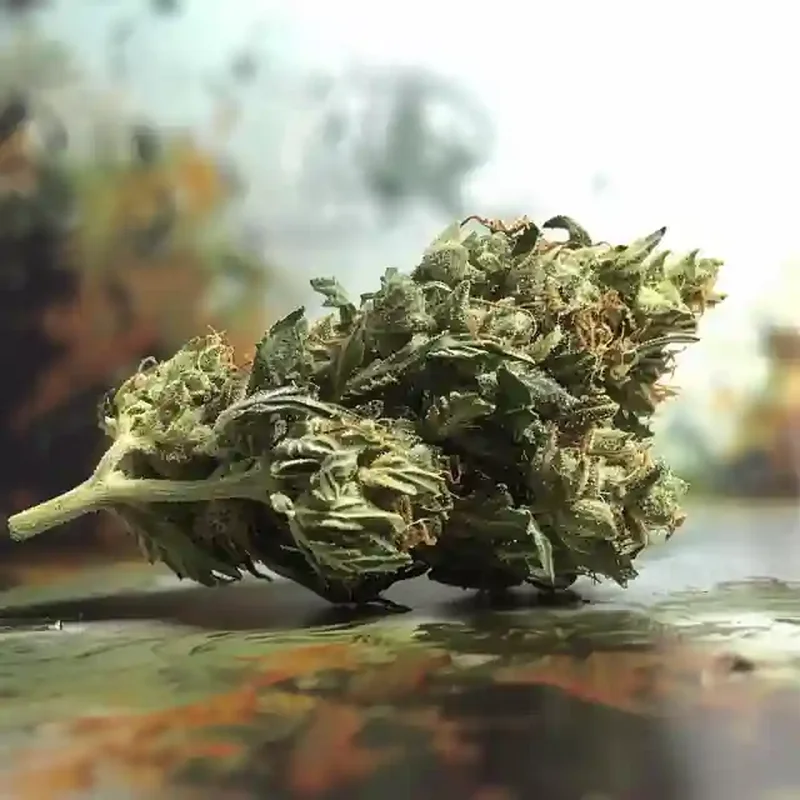 Strawberry Cream Strain