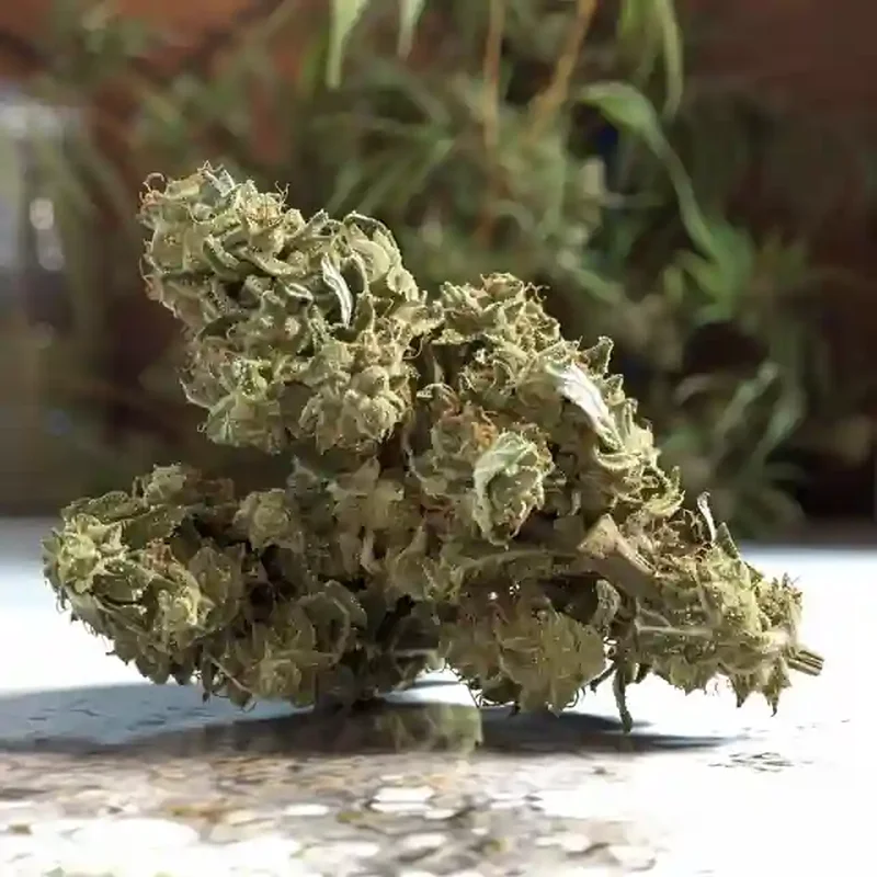 Strawberry Cream Strain