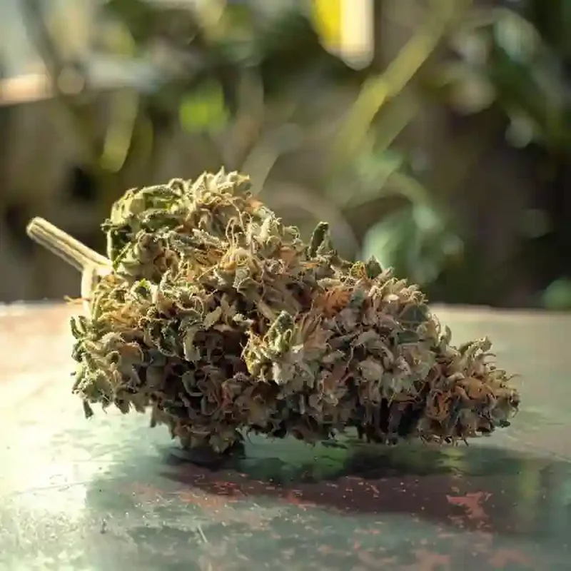 Glazed Apricot Gelato Strain