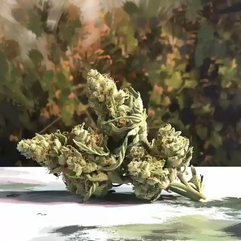 Strawberry Guava Strain