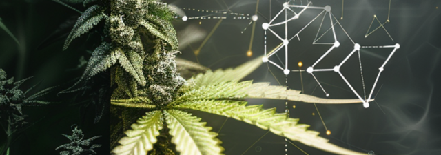 Delta 11: Uncovering This Mysterious Cannabinoid