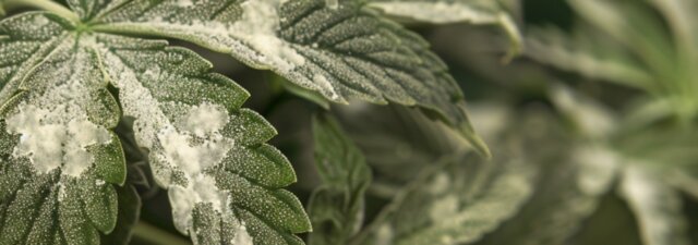 Powdery Mildew: A Clear and Present Danger to Your Marijuana Plants