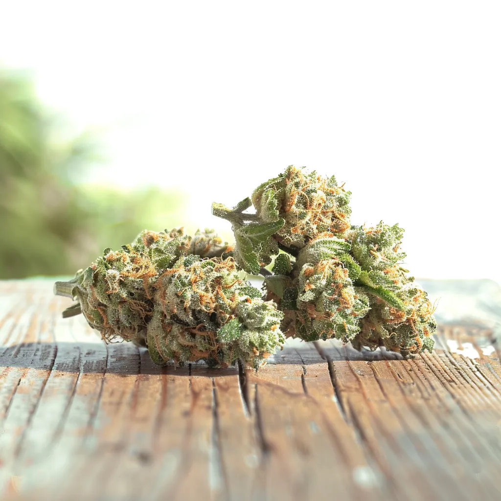 Blue and Cream Strain