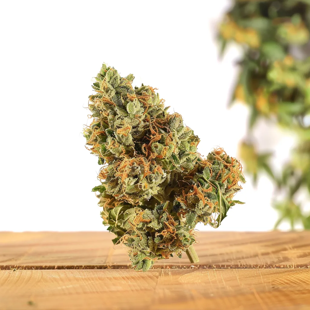 Gorilla Warfare Strain Gorilla Warfare Strain